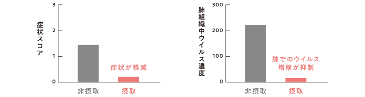 シールド乳酸菌の働き